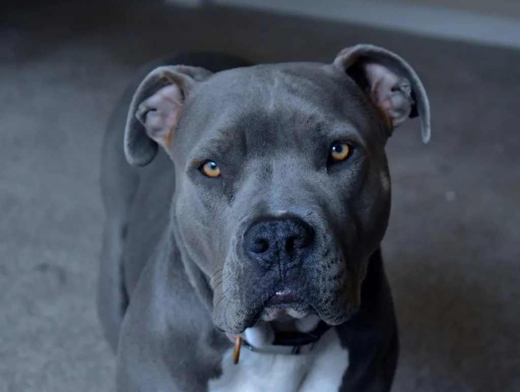 grey pitbull - muscle dog