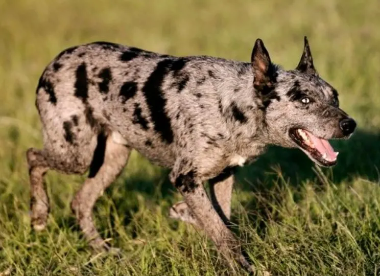 hanging tree cowdog