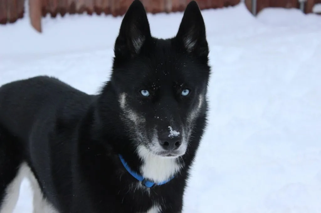 black husky