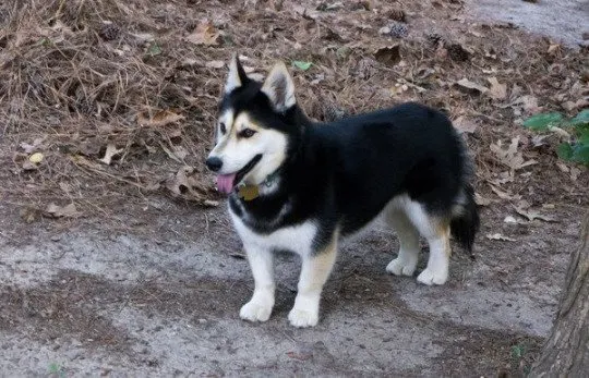 The cross of these two breeds is a loyal and smart dog. They are sweet and loving, but they don’t make good <a href=