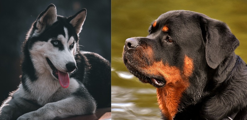 Rottweiler Husky Mix: The gorgeous designer dog