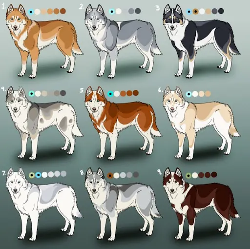 what is the rarest husky color