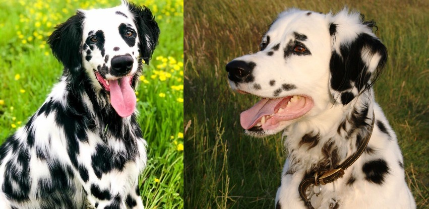 Long Haired Dalmatian: The “bred away” dog