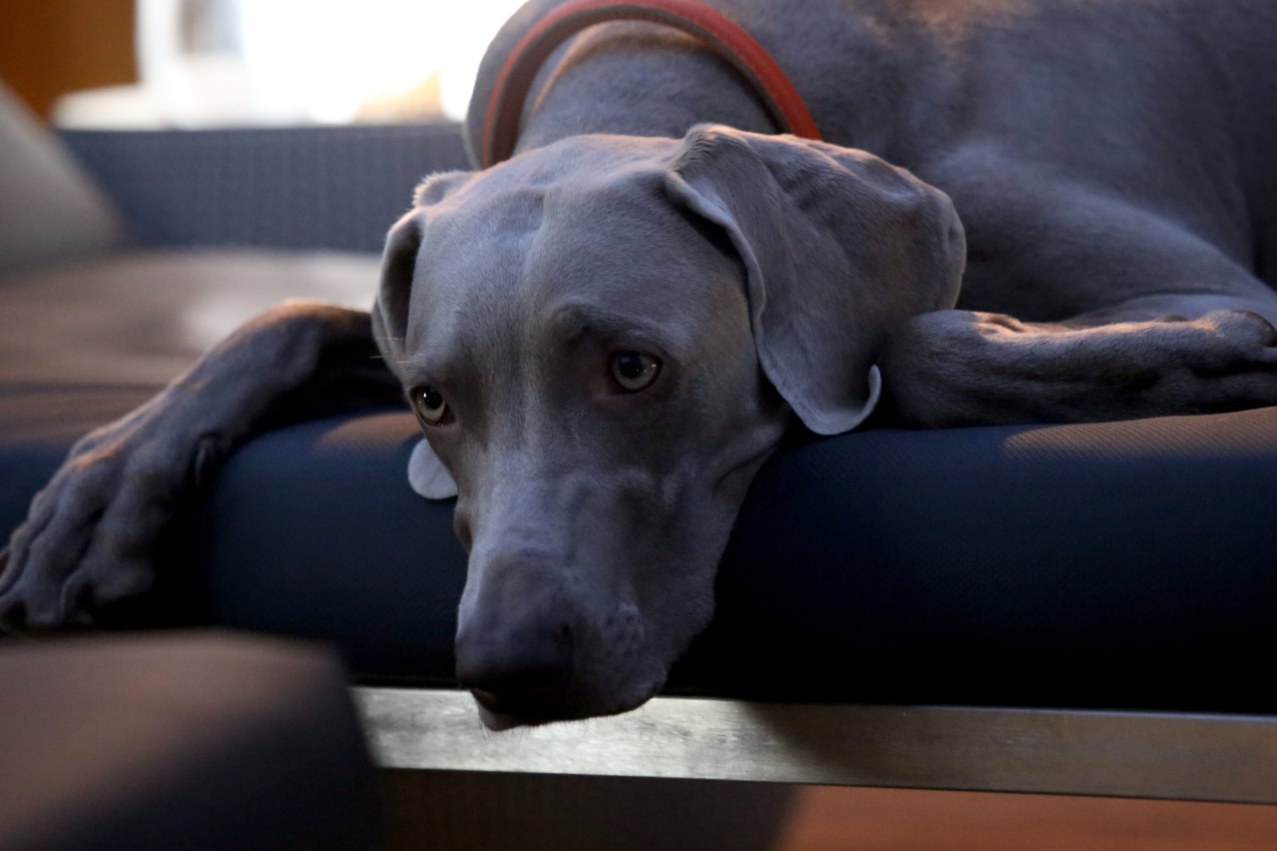 Blue Great Dane: Why they’re different