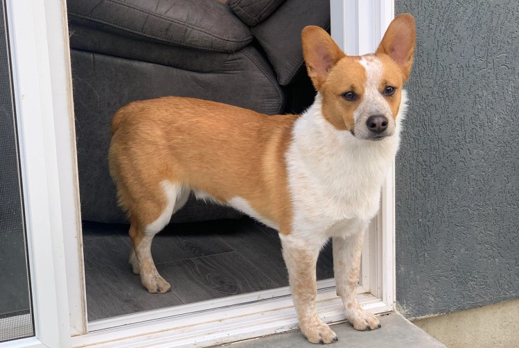 cowboy corgi