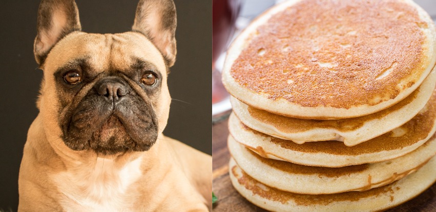 Can dogs eat pancakes? The surprising truth