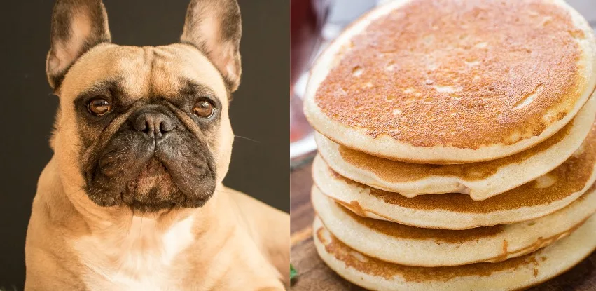 Can dogs eat pancakes