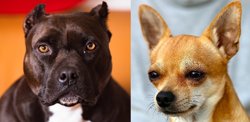 Pitbull Chihuahua Mix: The Ideal Family Dog?