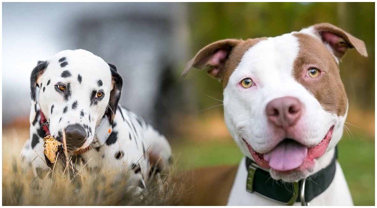 The Dalmatian Pitbull mix is a new and yet unexplored dog breed