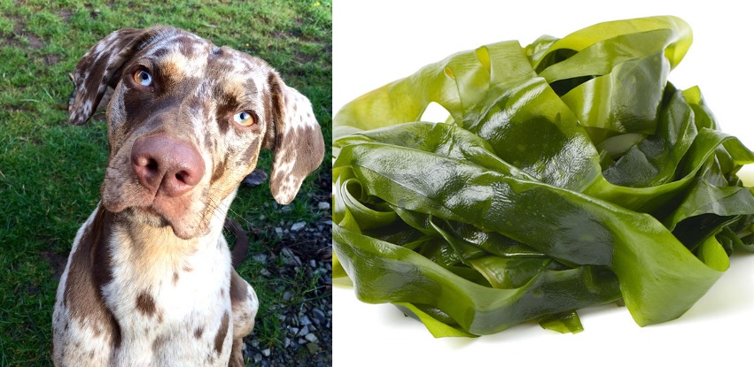 Can dogs eat seaweed? Read before you feed