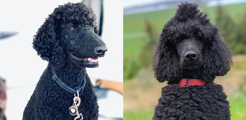 Poodle haircuts