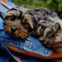 yorkie poo puppies