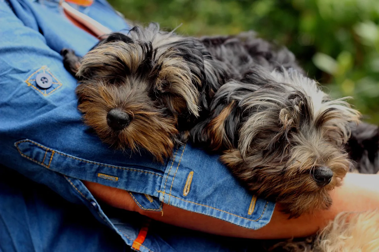 are yorkie poos good with other dogs