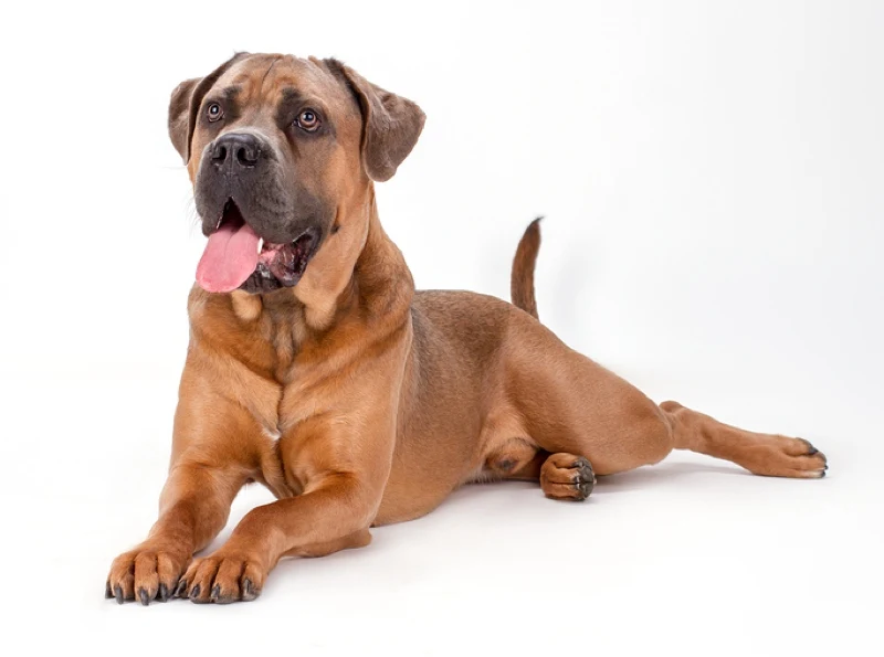 red cane corso