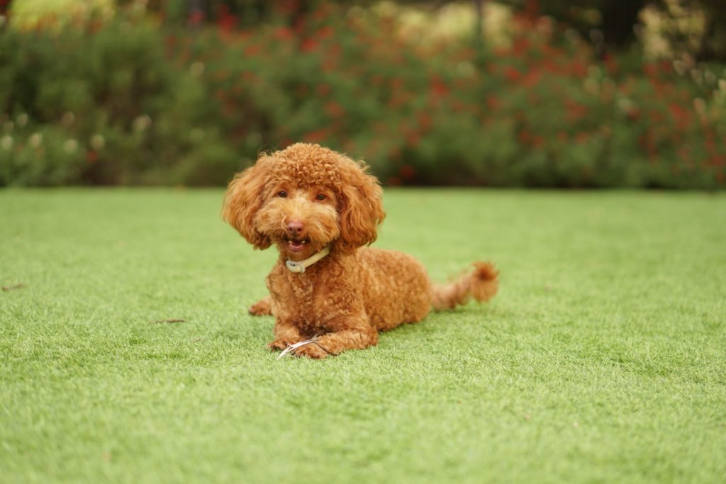 red poodle
