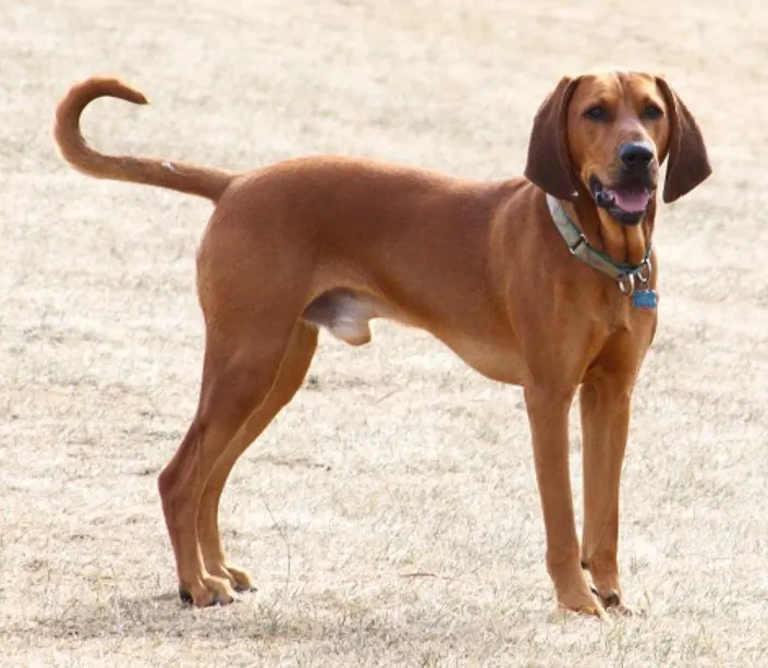 redbone coonhound