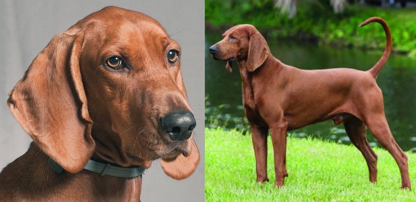 What is a Redbone? The uncommon dog breed