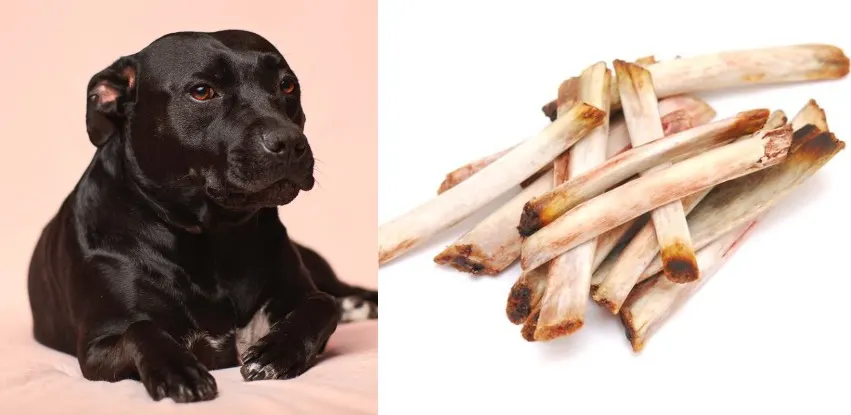 Can dogs eat rib bones