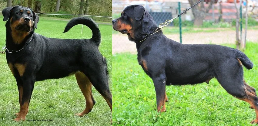 Rottweiler <span style=