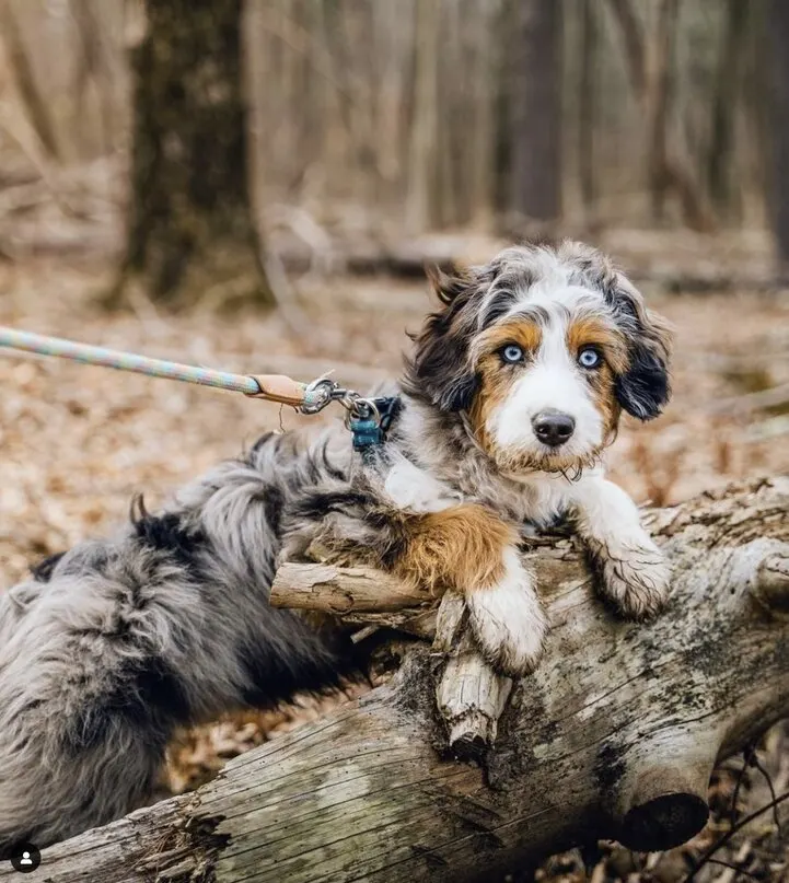 mini aussiedoodle