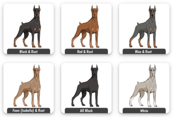 Doberman Colors: All their beautiful shades