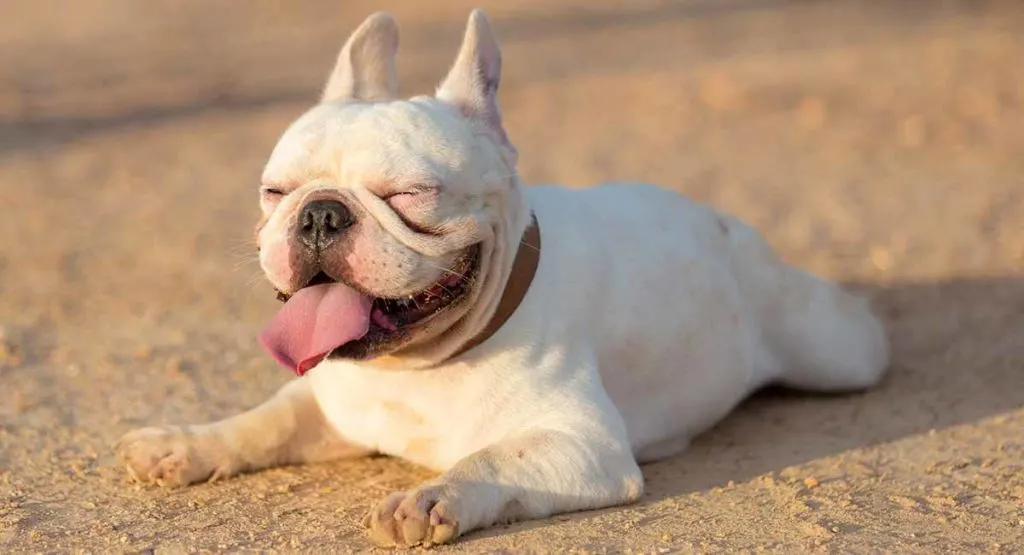 White French Bulldog