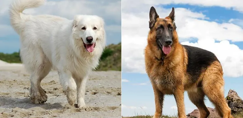 Great Pyrenees German Shepherd Mix