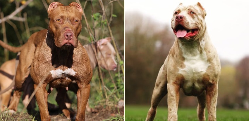 XL Bully: The incredible canine