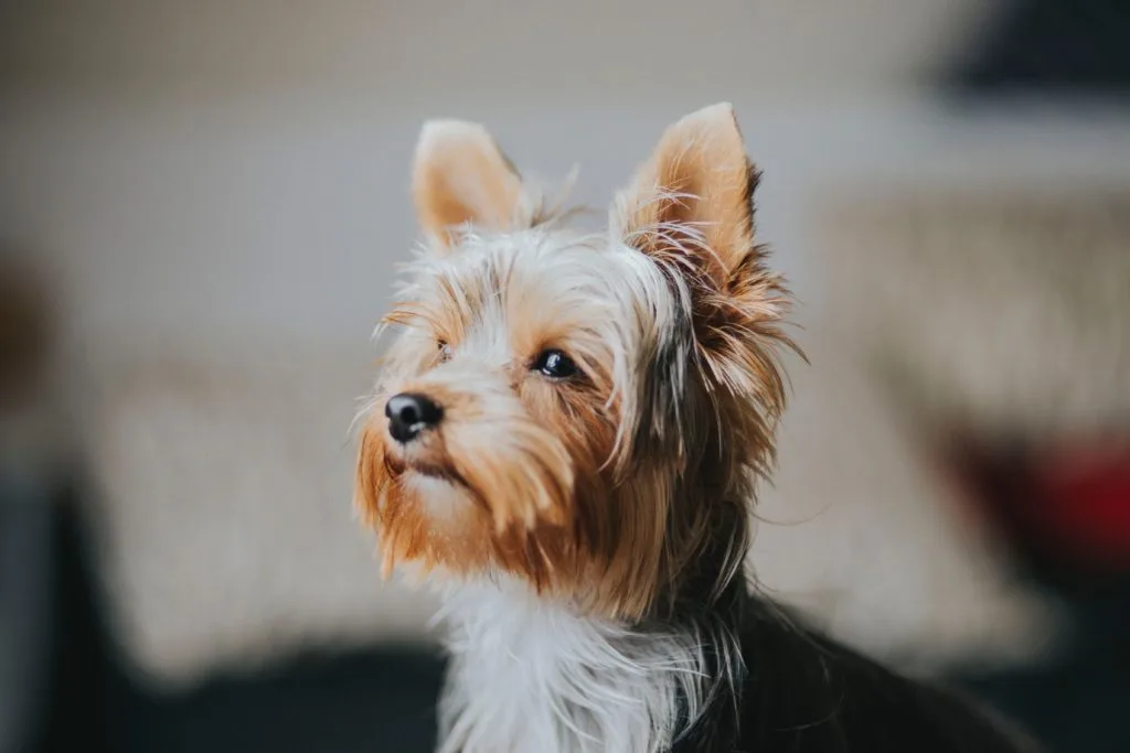 baby yorkies