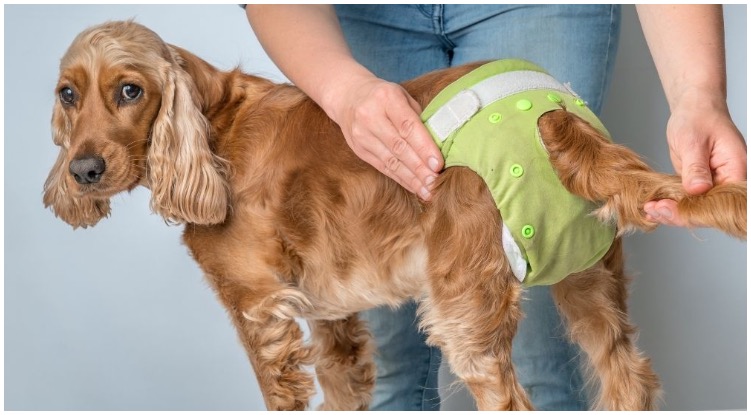 Diapers For Dogs In Heat are made for bitches that bleed during their heat
