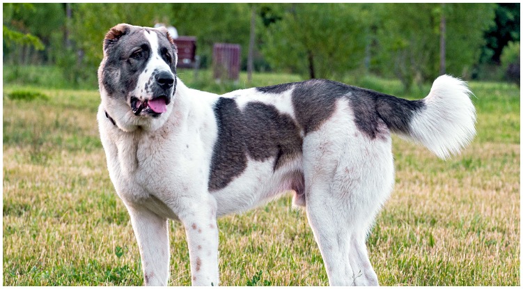 Alabai Dog: Central Asian Shepherd Dog