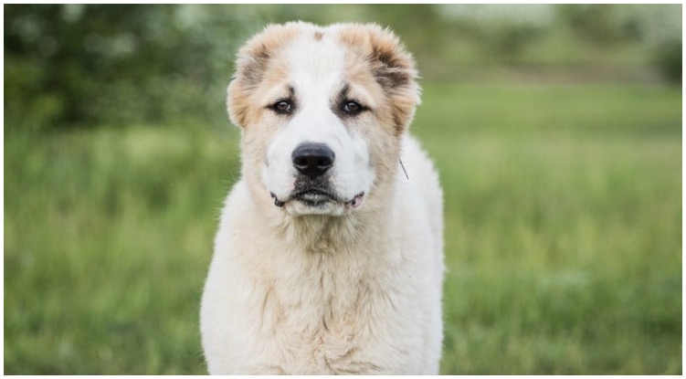 The Alabai dog from close looking at the camera