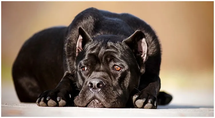 The All Black Cane Corso Taking A Relaxing Nap Outside