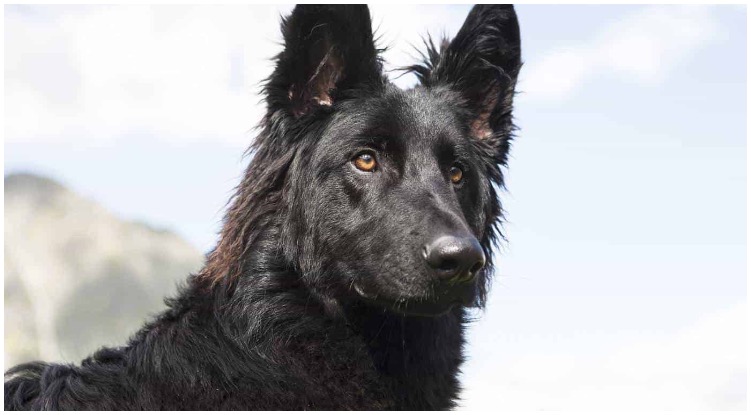 The All Black German Shepherd is a unique and stunning dog