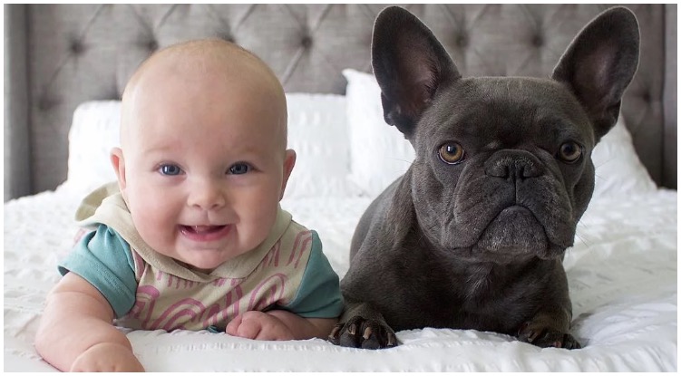 A baby and French Bulldog enjoying their time together