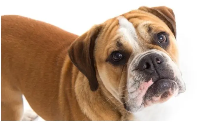 Both the Beagle and Bulldog tend to be patient, cute, and friendly, but with a stubborn streak so Beabull can be expected to have these traits too.