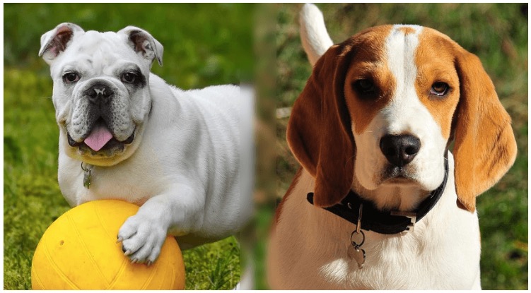 The Beagle Bulldog Mix is a hybrid dog that combines two popular breeds