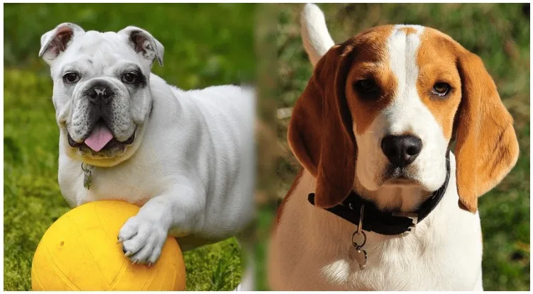 The Beagle Bulldog Mix is a hybrid dog that combines two popular breeds