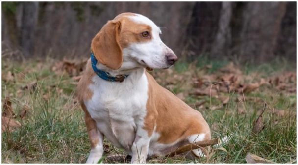 Beagle Dachshund Mix: Complete Guide