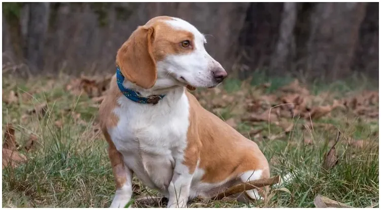 This cross has a short and parti colored coat