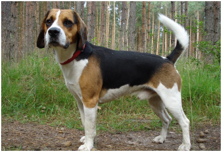 The Beagle Dachshund Mix is a medium size pretty dog