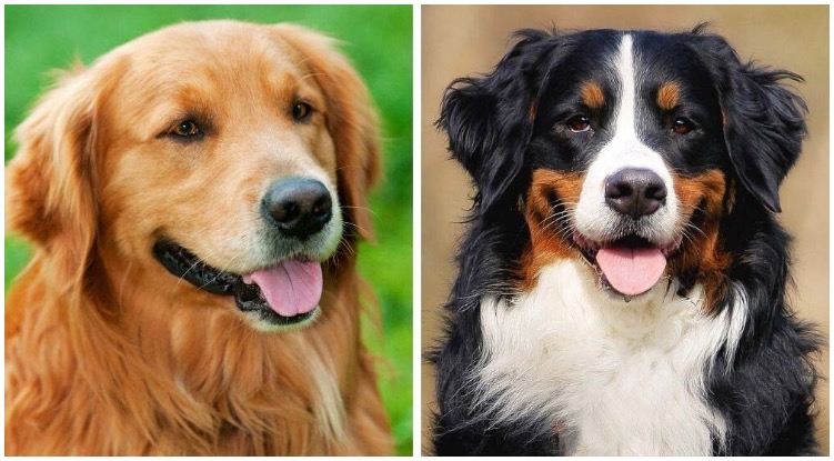 The Bernese Mountain Dog Golden Retriever Mix is a big and loyal dog breed
