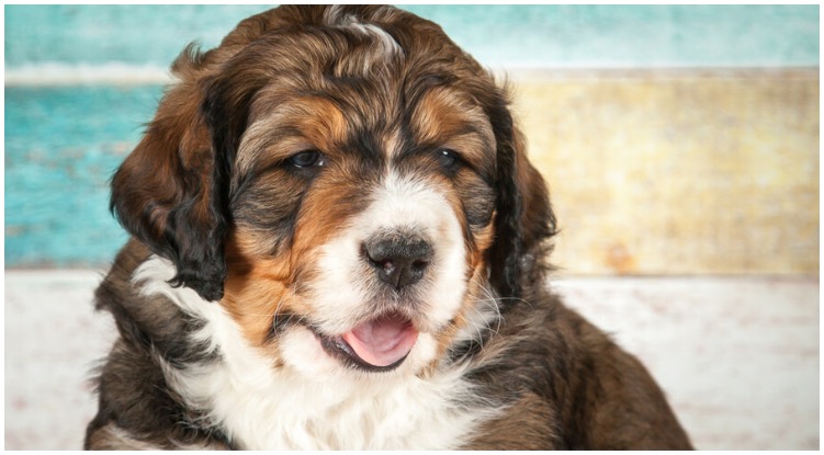 The Bernese Poodle is also frequently called the Bernepoodle