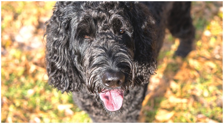 Black Labradoodle: The Perfect Family Dog
