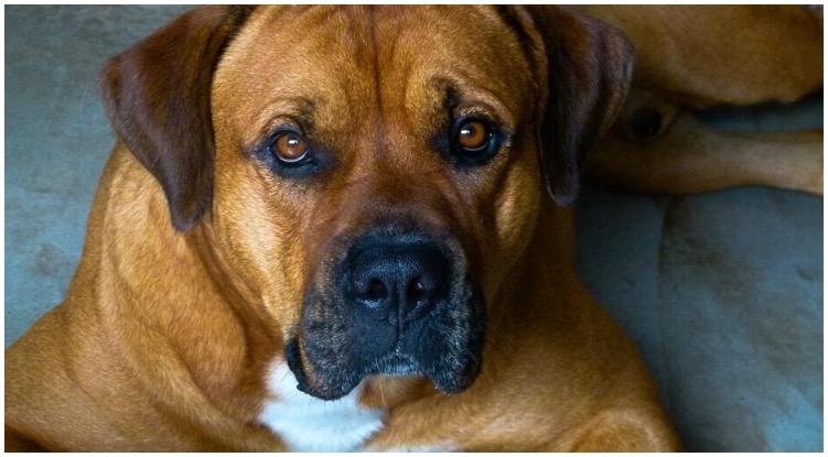 The Boxer Rottweiler Mix is a large, happy, friendly and affectionate canine. 