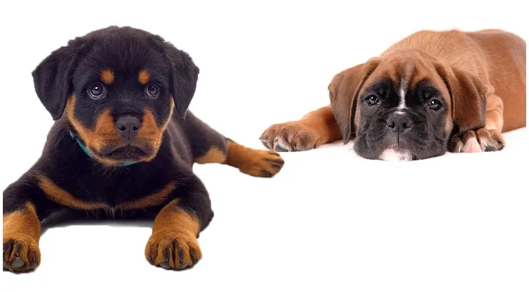 rottweiler boxer mix puppies