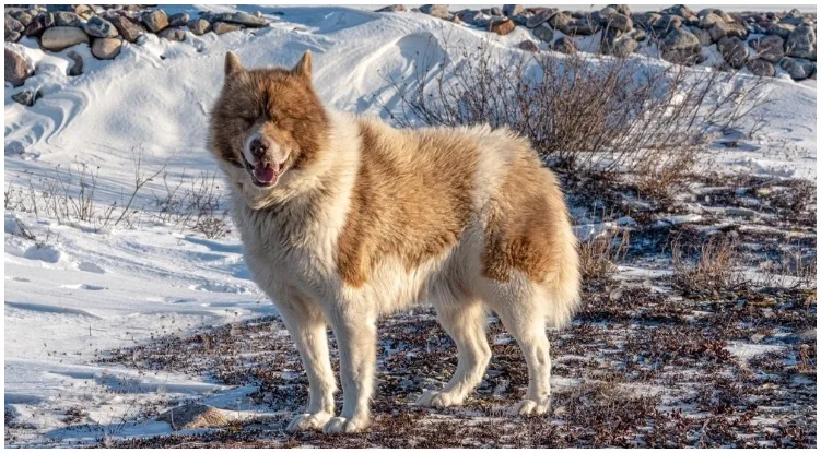 The Canadian Eskimo Dog Enjoying His Time In The Snow