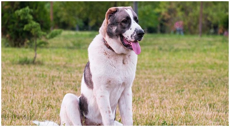 A dog sitting with his tongue out