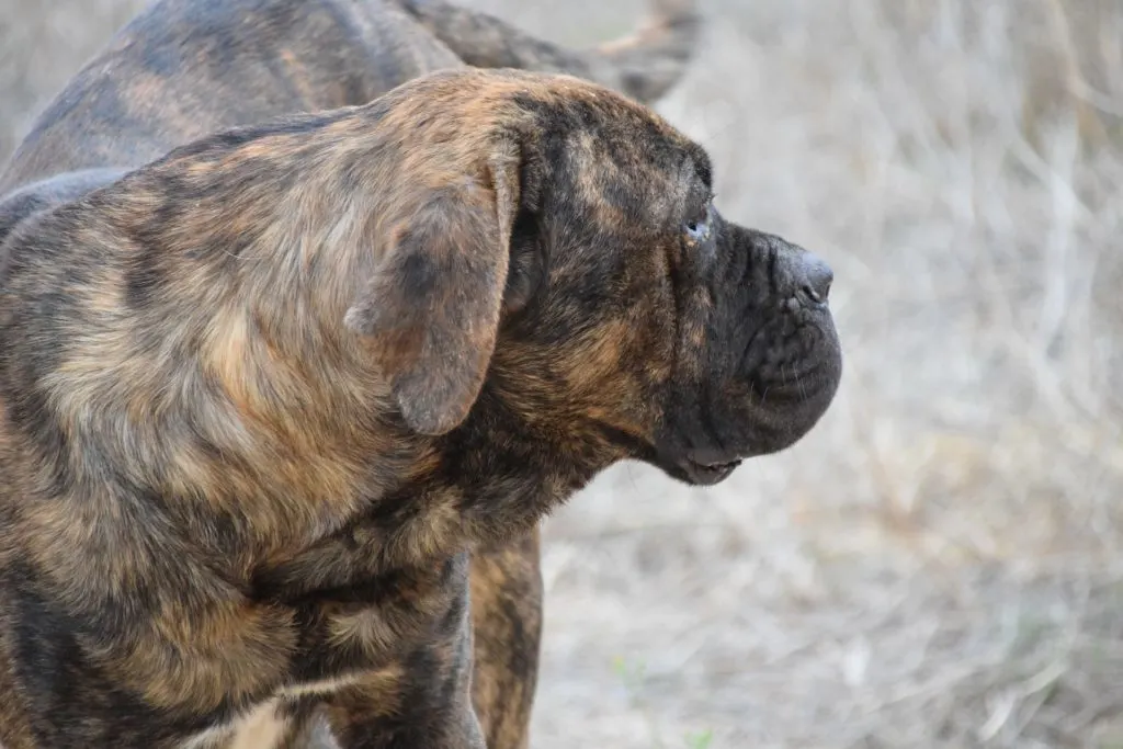 Despite their intimidating appearance, Cane Corsos are very loyal to their families and treat the people they love and trust very lovingly. 