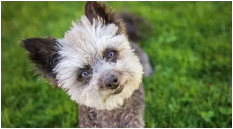 Chipoos are surprisingly independent and resilient for such a small dog 